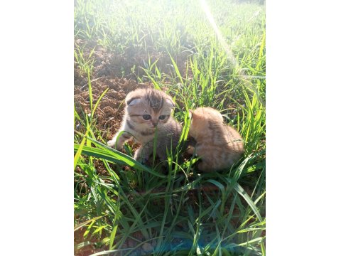 Scotish Fold Yavru Kedimiz