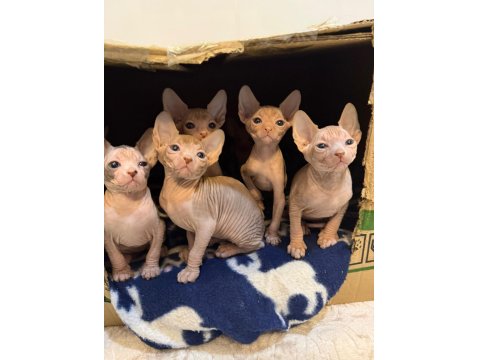 Yavru Sfenks 2 Aylık