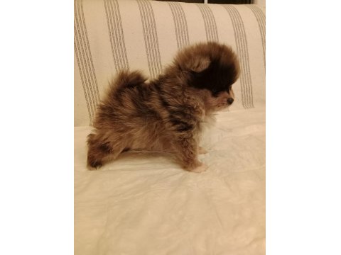 Ömürlük Irk Garantili Pomeranianlar