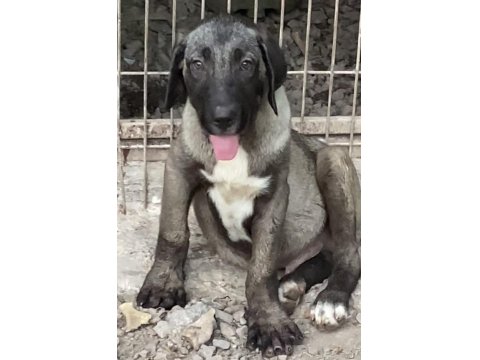 Köpeğimizi Sahiplendiriyoruz