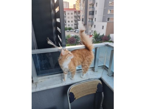 Sevgi Dolu Yuvaya İhtiyacı Olan Tatlı Bir Sarman