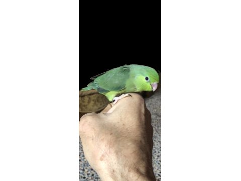 Elle Beslemeye Uygun Forpus Yavrular