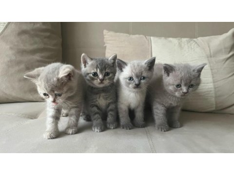 Balıkesir'de 3 Aylık Yavru Kediler