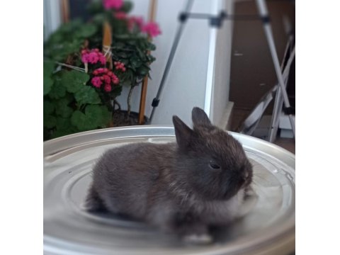 Cüce Tavşan (Nedherland Dwarf)
