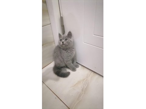 British Shorthair Ve Longhair Bebekler
