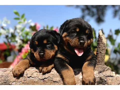 Koca Kafa Rottweiler Yavrular