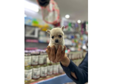 Teacup Bardak Boy Chihuahua Erkek Ve Dişi Yavrular