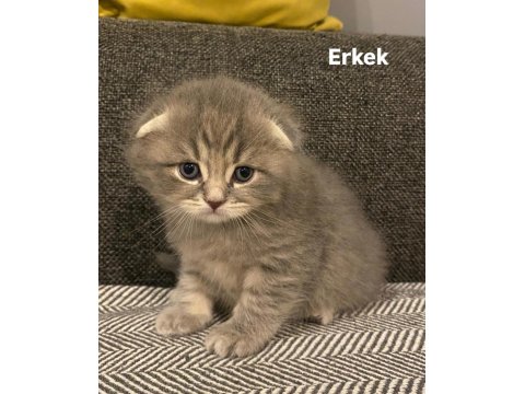 Rezerveye Açık 1 Aylık Scottish Fold Yavrular