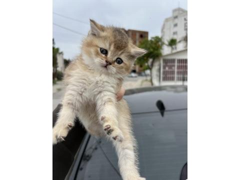 Saf Golden Ny11 & Silver Ns11 Scottish Fold