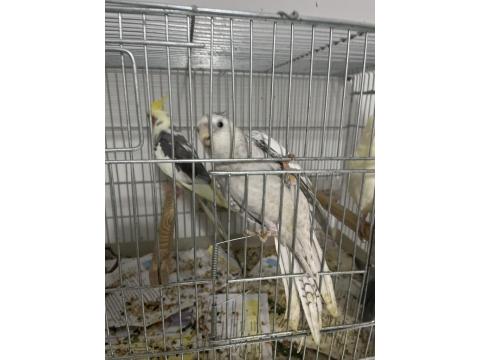 Dişi Eşe Hazır Kızgın Sultan Papağanı