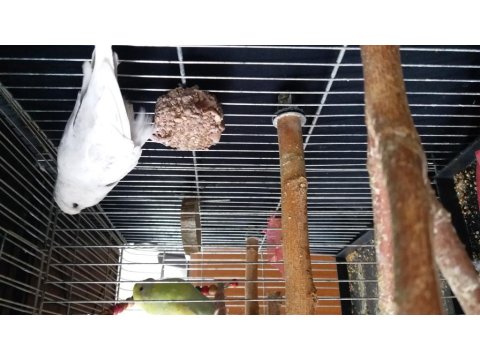 Genç Dişi Muhabbet Kuşu