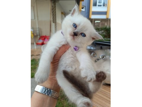 Scottish Straight Dişi Yavrum