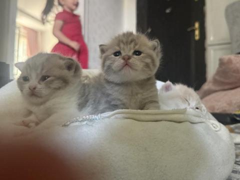 20 Günlük Kedilerimiz Anne Scottish Baba British