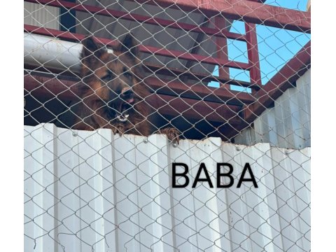 Orjinal Alman Kurdu Yavrusu