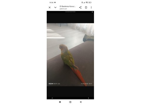 1.5 Yaşında El Besleme Konur