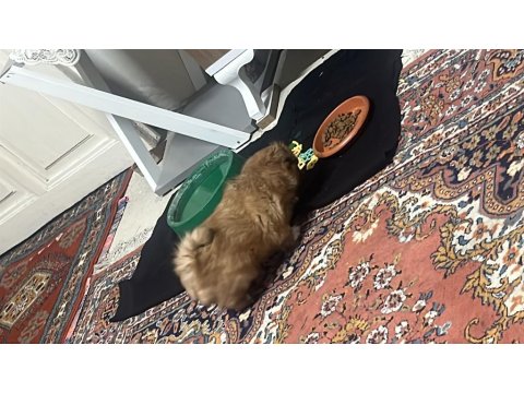 42 Günlük Pekinez Yavrusu