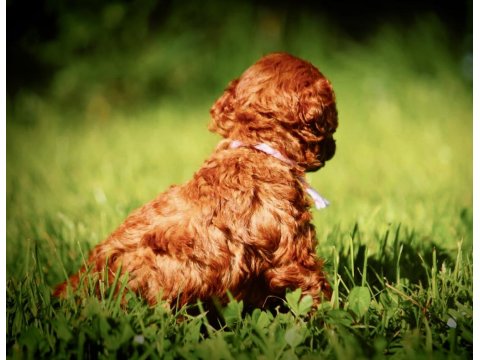 Toy Poodle Kore Red Brown Mini Yavrularımız