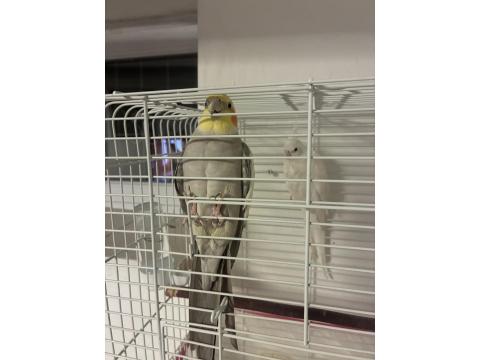 Çift Sultan Papağanı