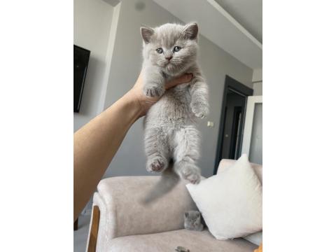 Saf Kan Lilac British Shorthair Bebeklerim