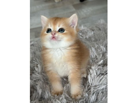 Golden Pofuduk Bir British Kız