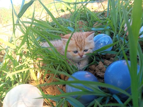 Exotic Shorthair Yavru Kedimiz