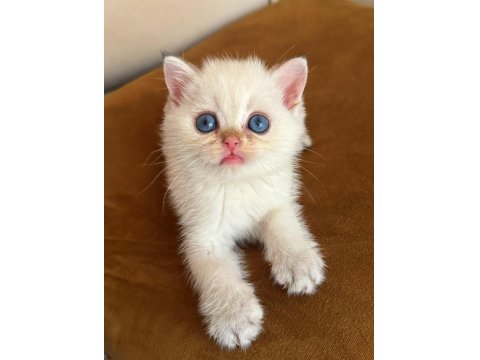 Safkan British Shorthair Golden Point Yavrular