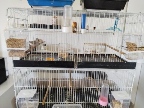 Yavru Hint Bülbülü