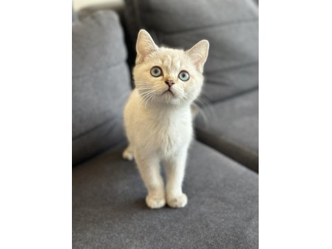 Lynx British Shorthair Bebekler