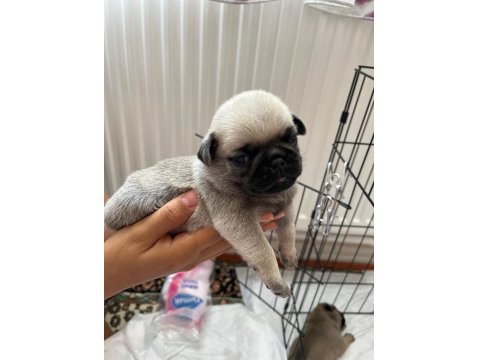 Pug Bebekler