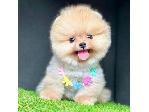 Safkan Pomeranian Boo Yavru Köpekler