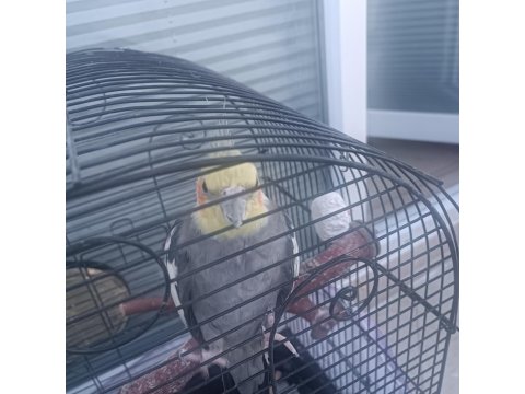 Erkek Sultan Papağanı