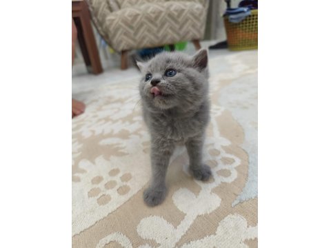 Yavru Kedilerimize Yuva Arıyoruz