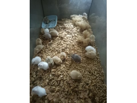 60-80 Adet Gonzales Yavru Hamster