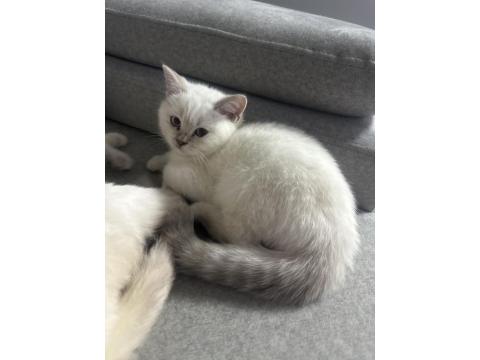 Topaç Gibi British Shorthair Oğlumuz
