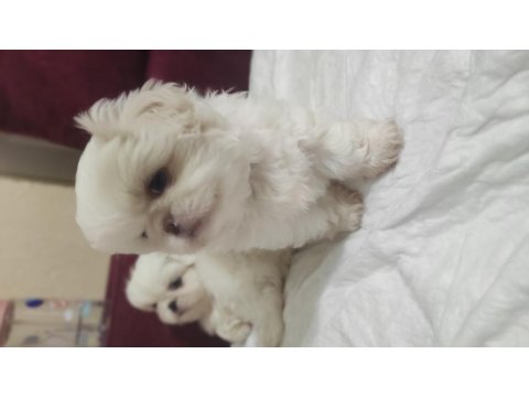 2 Aylık Pekingese Yavrular