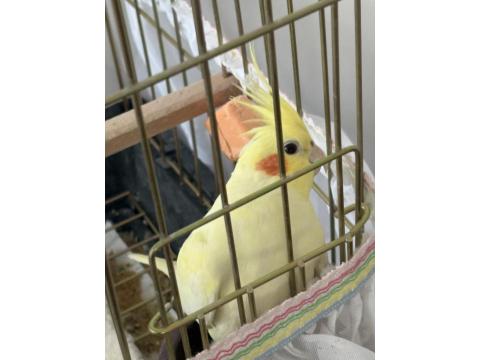 8 Aylık Sultan Papağanı Kafesi Ve Malzemeleriyle