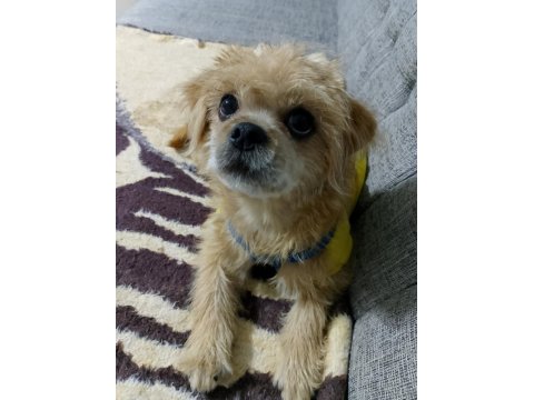 Ben Lusy 5 Aylık Bebek Köpeğim