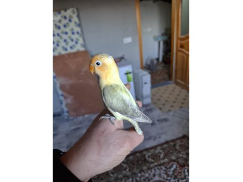 Cennet Yavru El Besleme İsteyene Hazır Takım Olarak