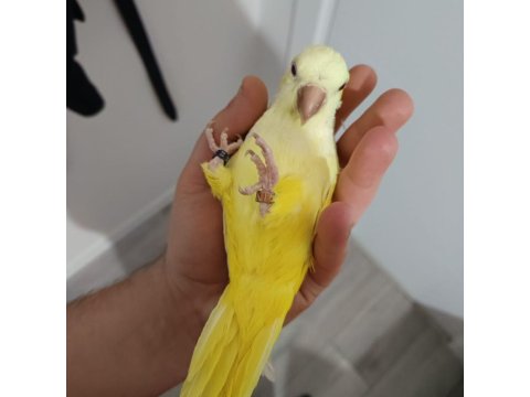 Monk Keşiş Papağanı Lutino Göz Mutasyon Sarı 2 Yaşında