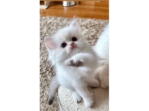 Şecereli British Longhair Blh Ny1133 Erkek