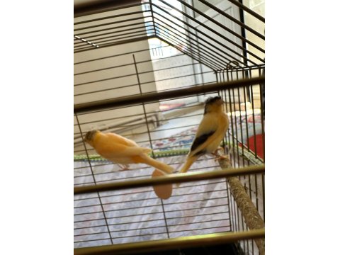 Alman Tepeli Kanarya