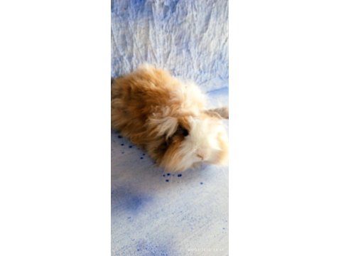 Teddy Lop Damızlık Altı Tavşan Yavrular