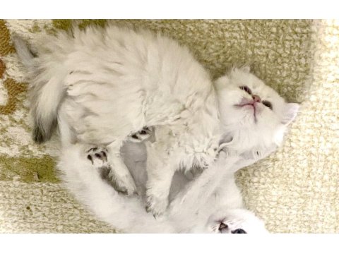 Beyaz Uzun Tüylü Minnak Erkek Kedimiz Mavi Gözlü