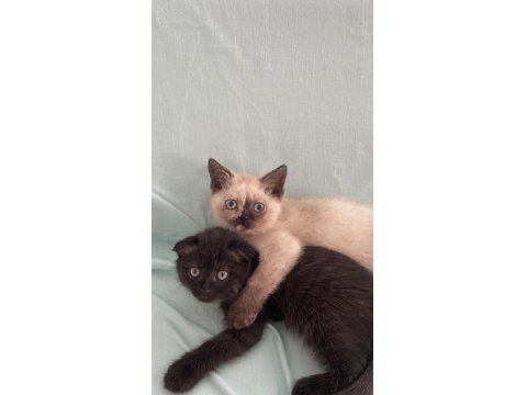 British Shorthair Yavru