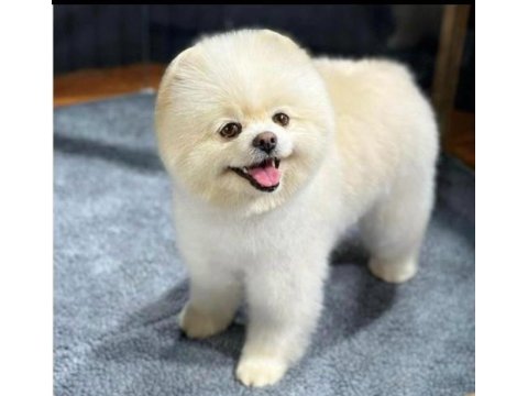 Pomeranian Boo Dişi