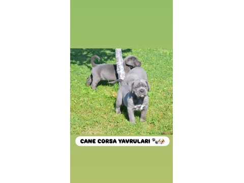 Dev Cane Corso Köpeği Yavruları