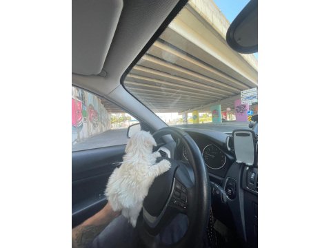 Terrier Maltese Yavrusu Eğlenceli Ve Çok Akıllı