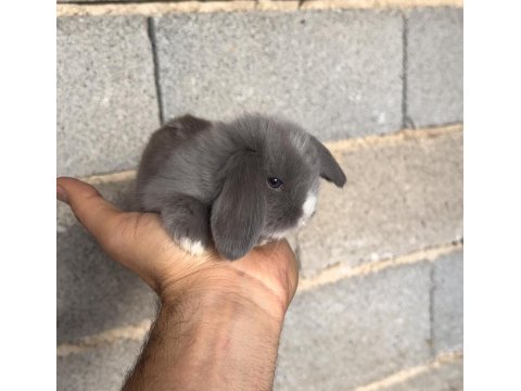 Hollanda Lop Tavşanı Yavruları