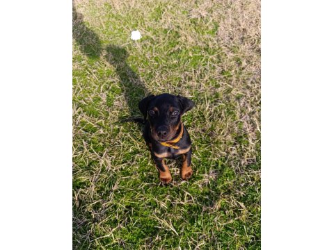 2,5 Aylık Erkek Yavru Doberman
