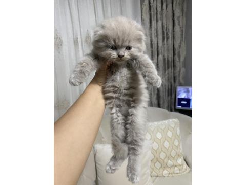 Scottish Fold Güzelliklerime Yuva Arıyorum